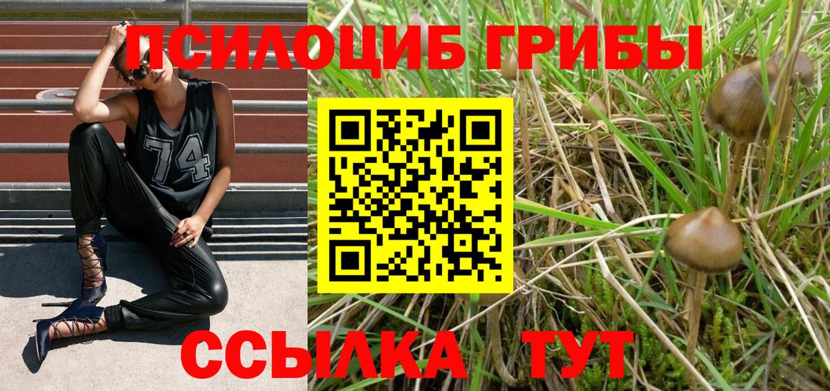 Заинск  Псилоцибиновые грибы Psilocybe  Вход с VPN 